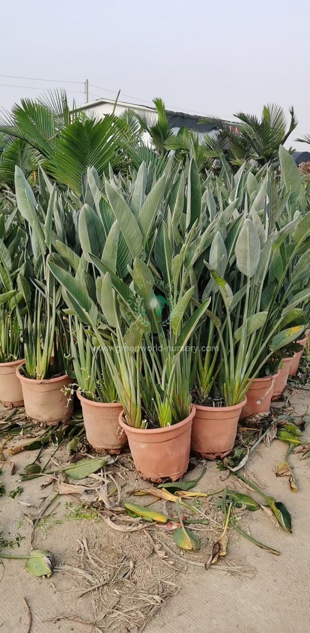 Strelitzia