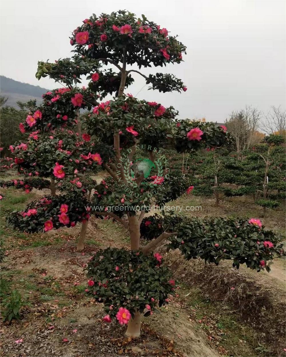 Camellia Japonica Camellia Japonica
