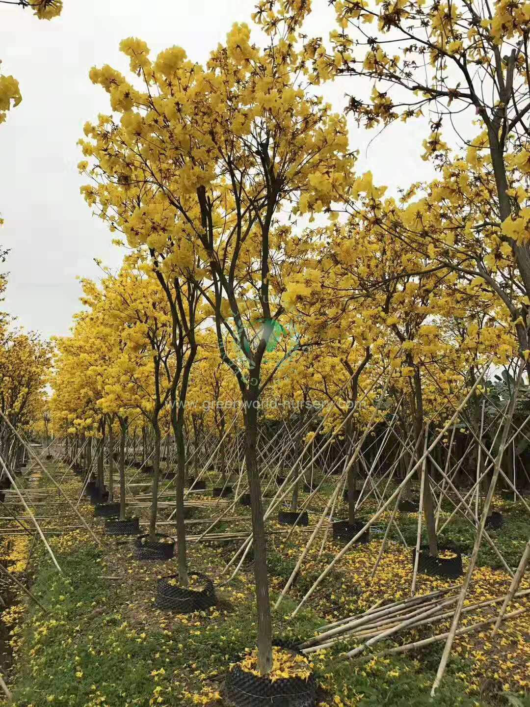 Tabebuia Chrysanthus Tabebuia Chrysanthus