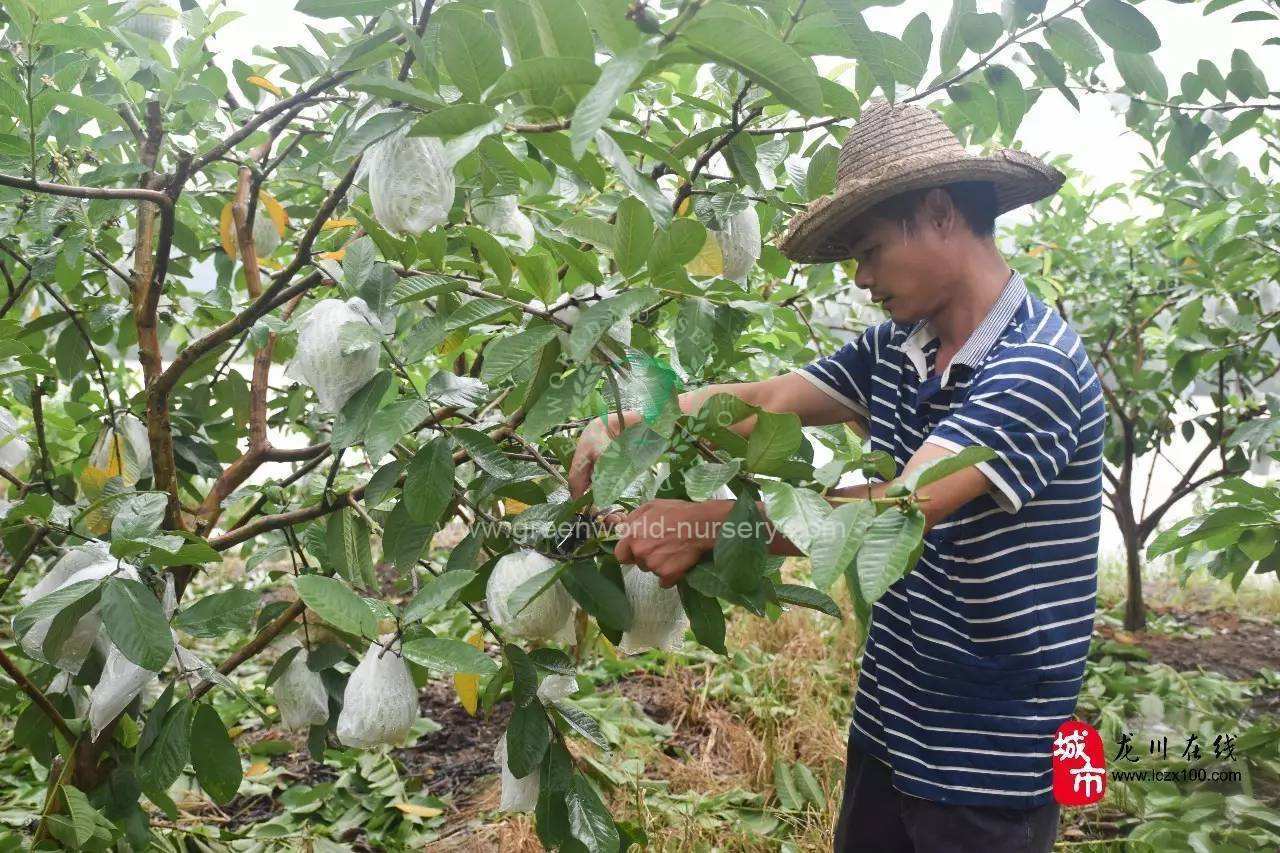 Psidium Guajava Psidium Guajava