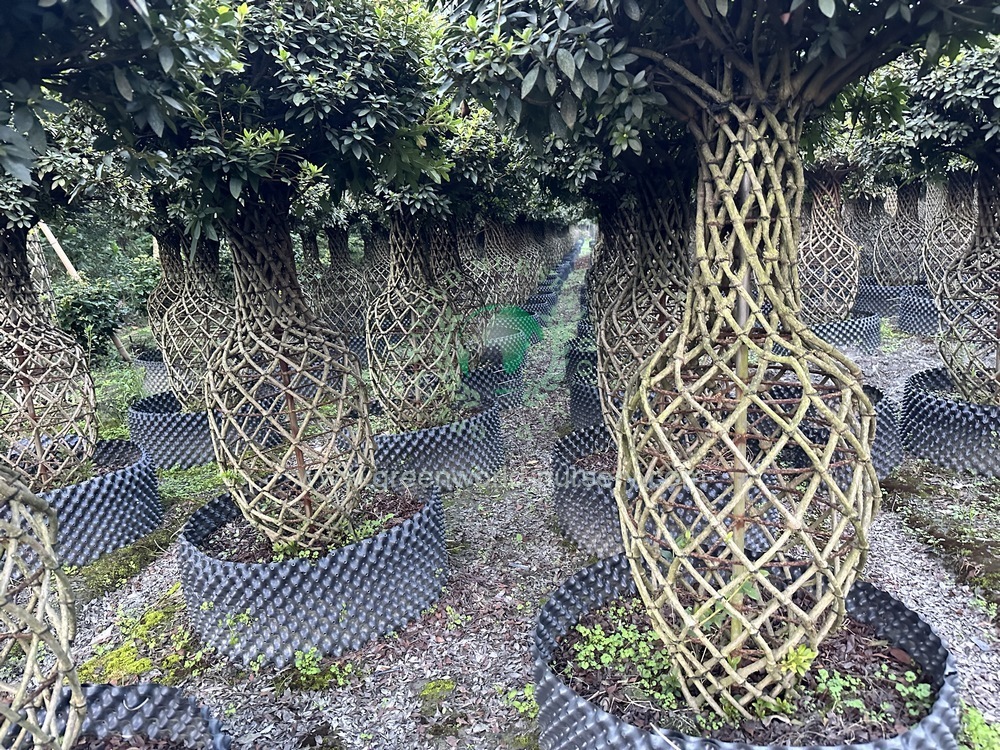Rhododendron