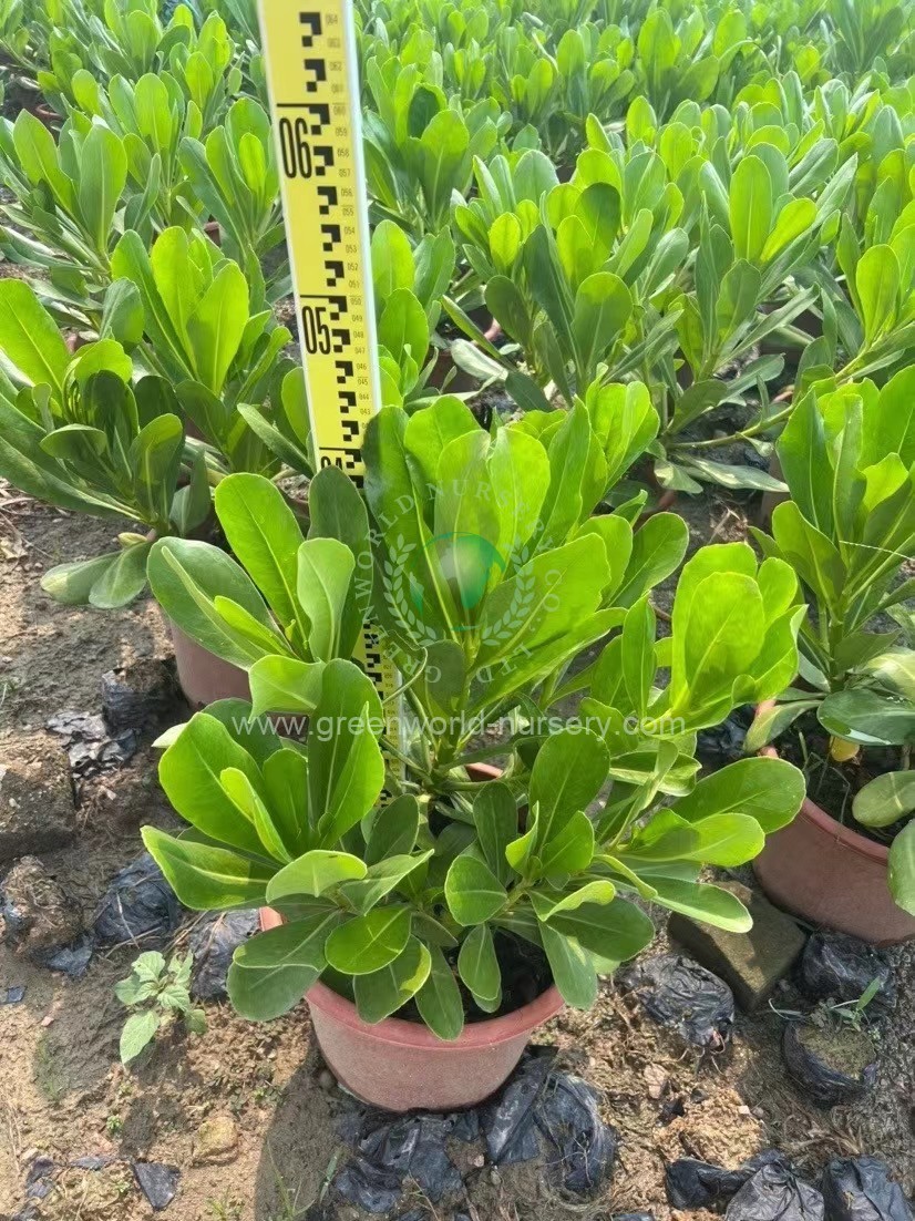 Scaevola Sericea Scaevola Sericea