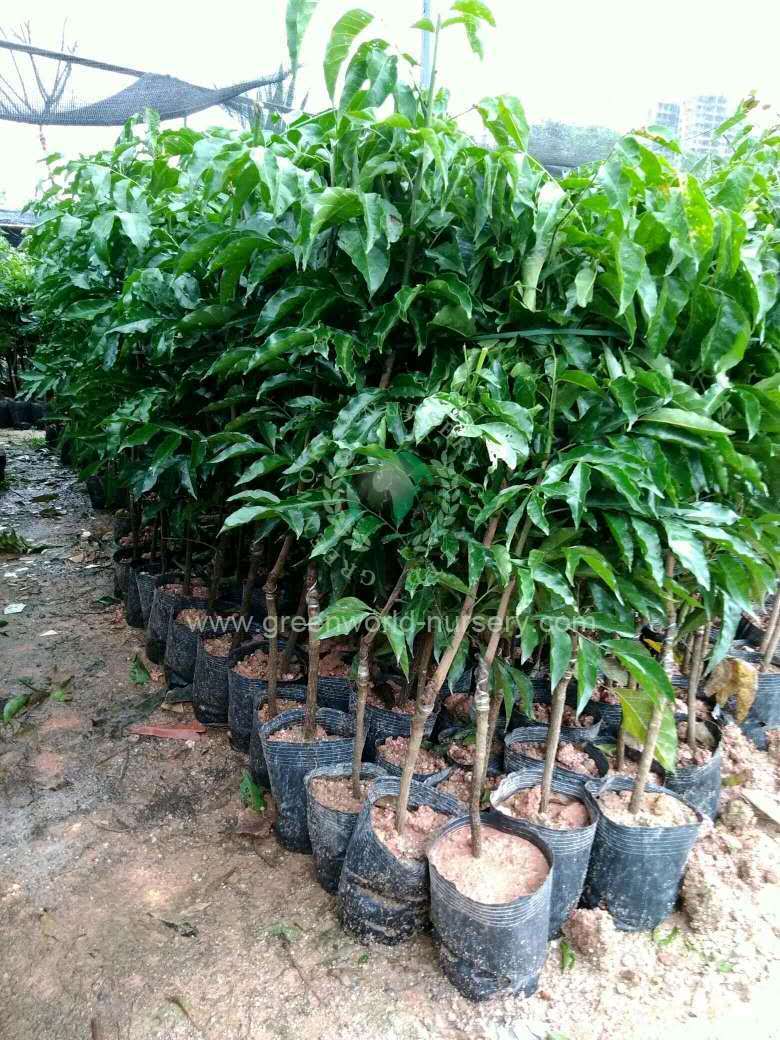 Litchi Chinensis Litchi Chinensis