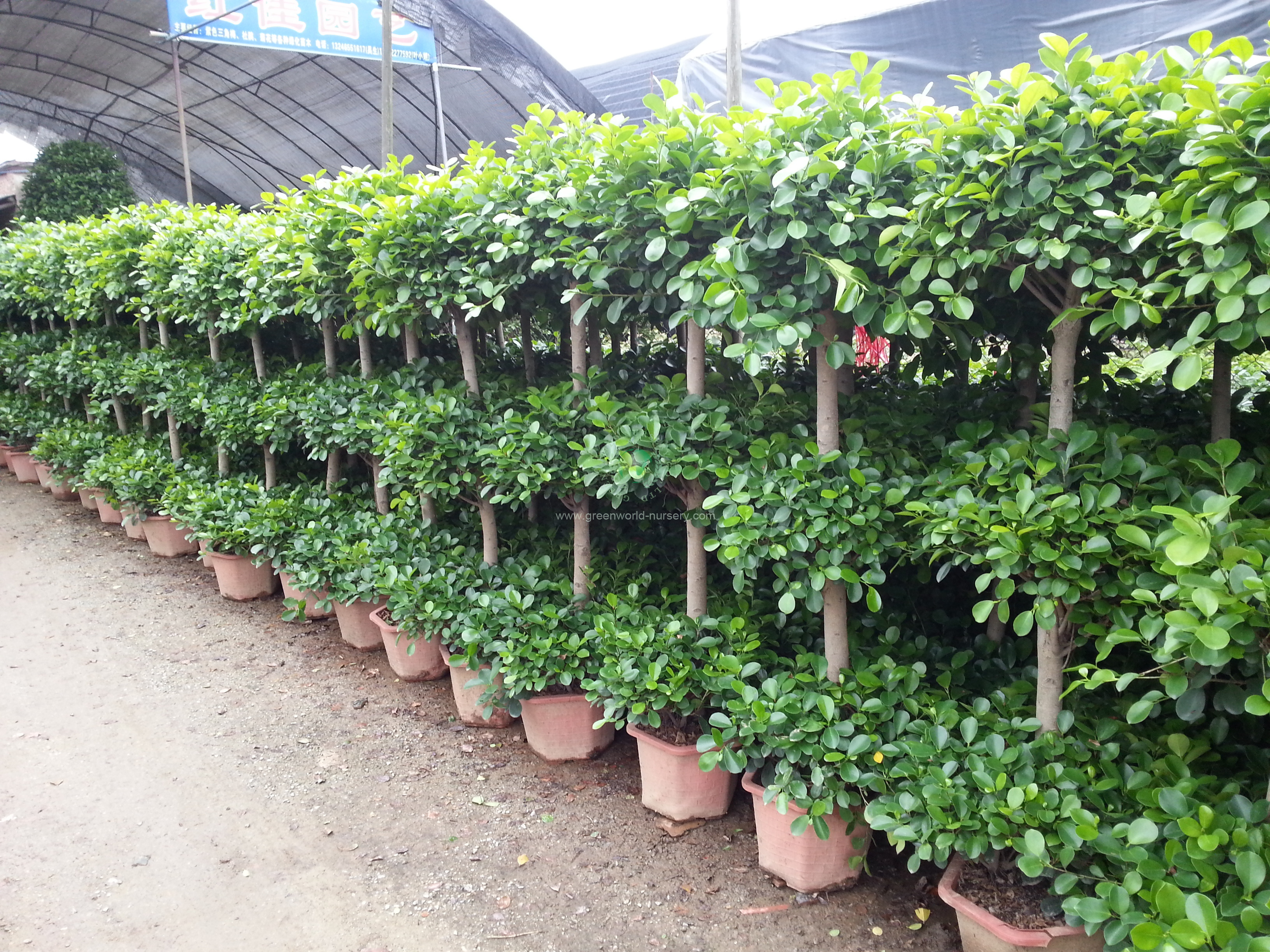 Ficus Panda Ficus Panda