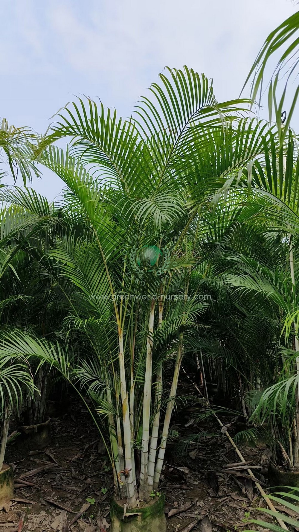 Chrysalidocarpus Lutescens Chrysalidocarpus Lutescens