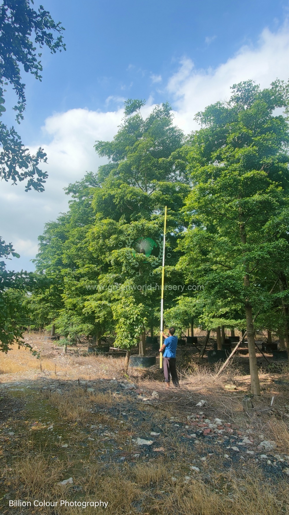 Terminalia Mantaly Terminalia Mantaly