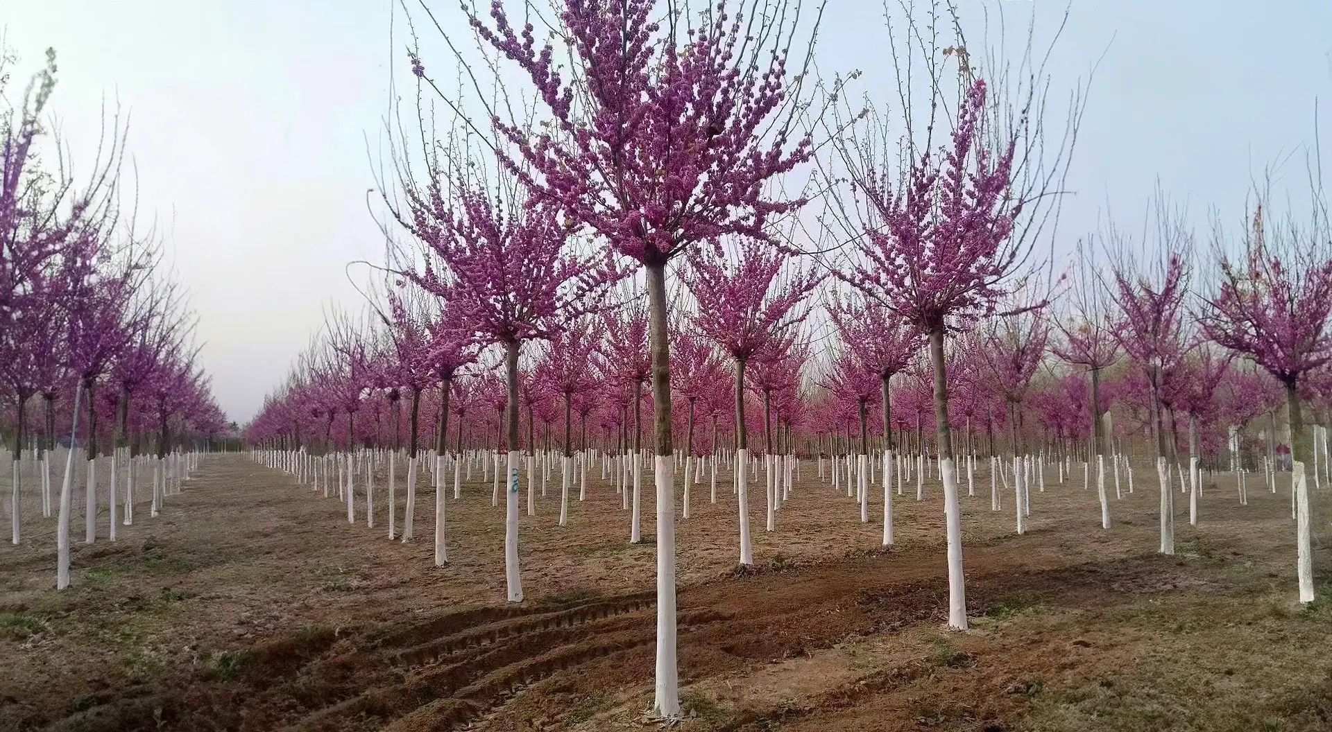 Cold hardy Virescence Trees