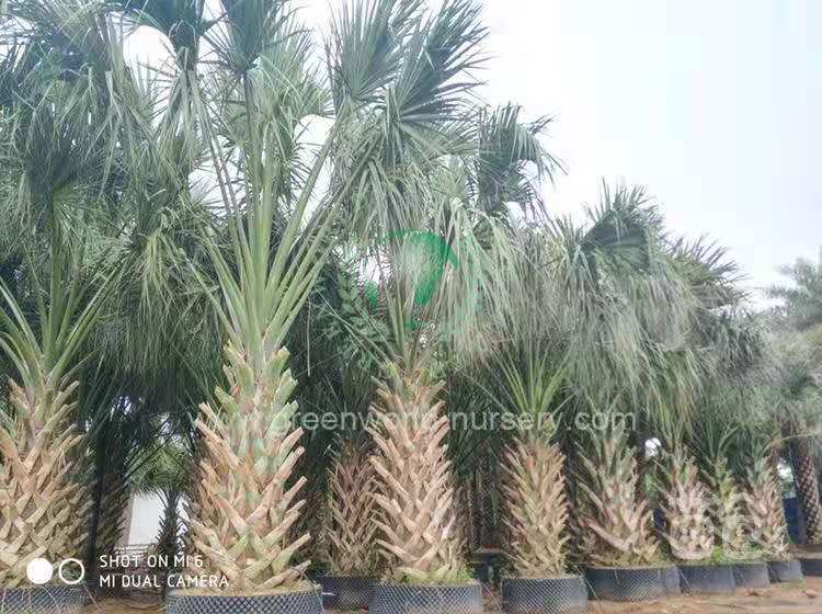 Sabal Palm Sabal Palm