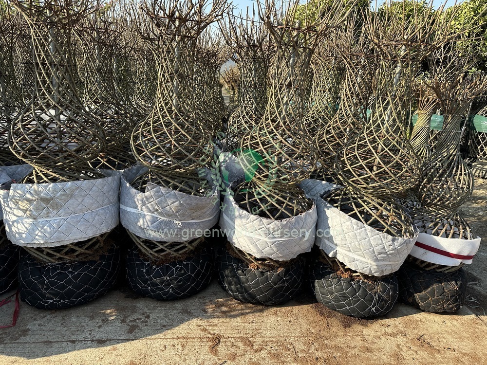Lagerstroemia Gourd Shape