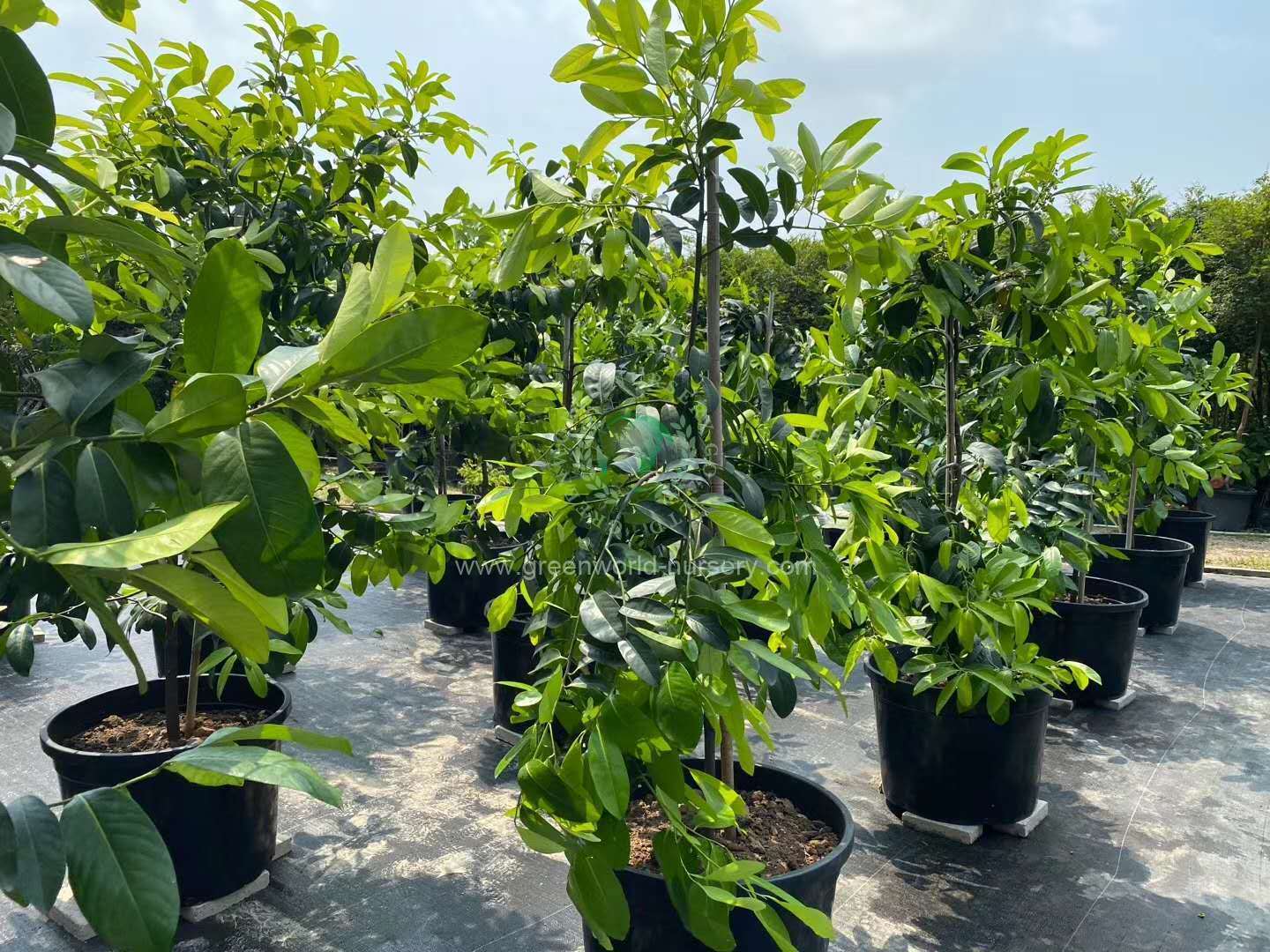 Diospyros Digyna Diospyros Digyna