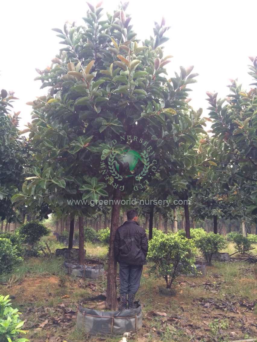 Ficus Elastica Ficus Elastica