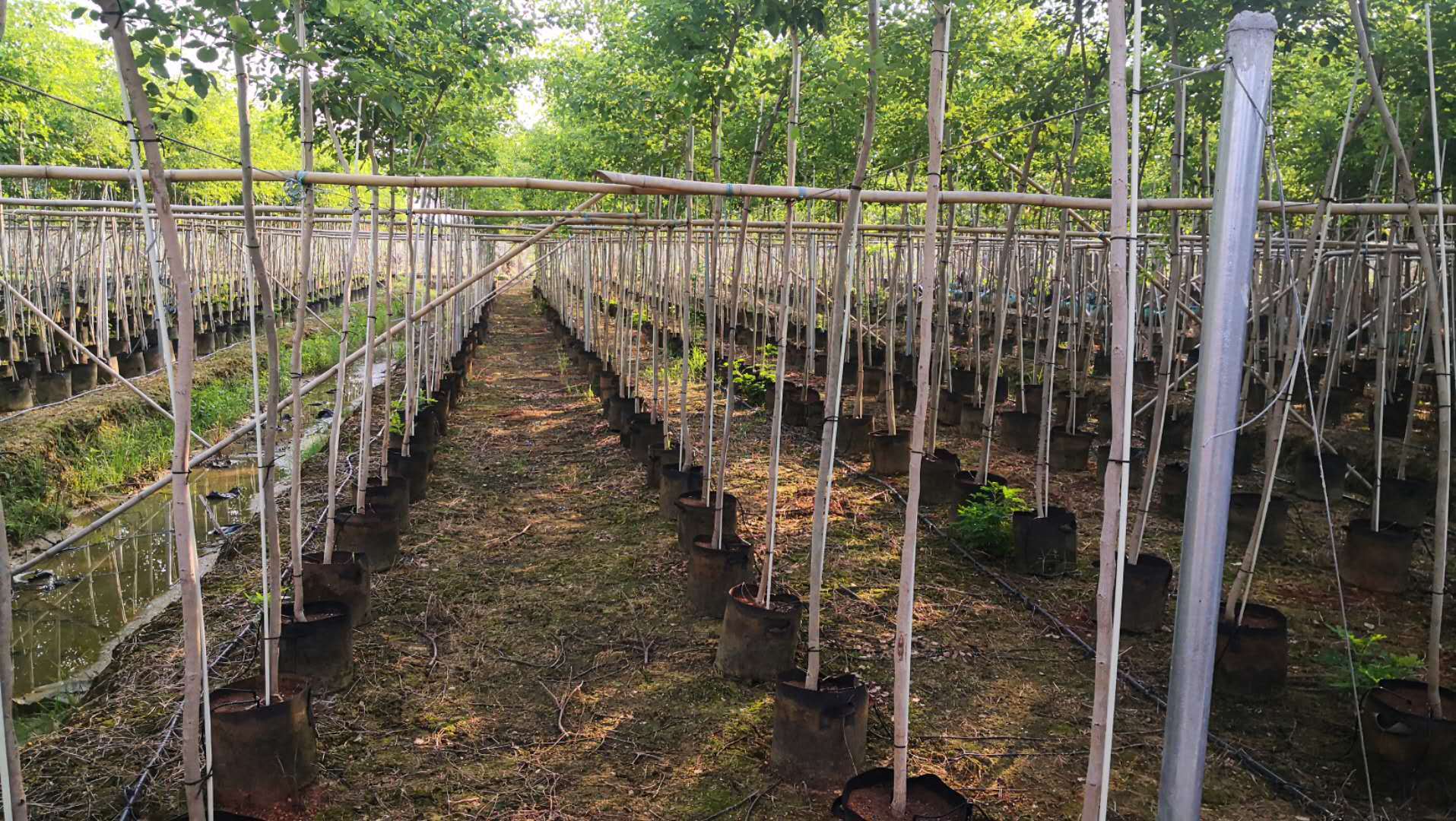 The growing environment of Dalbergia sissoo