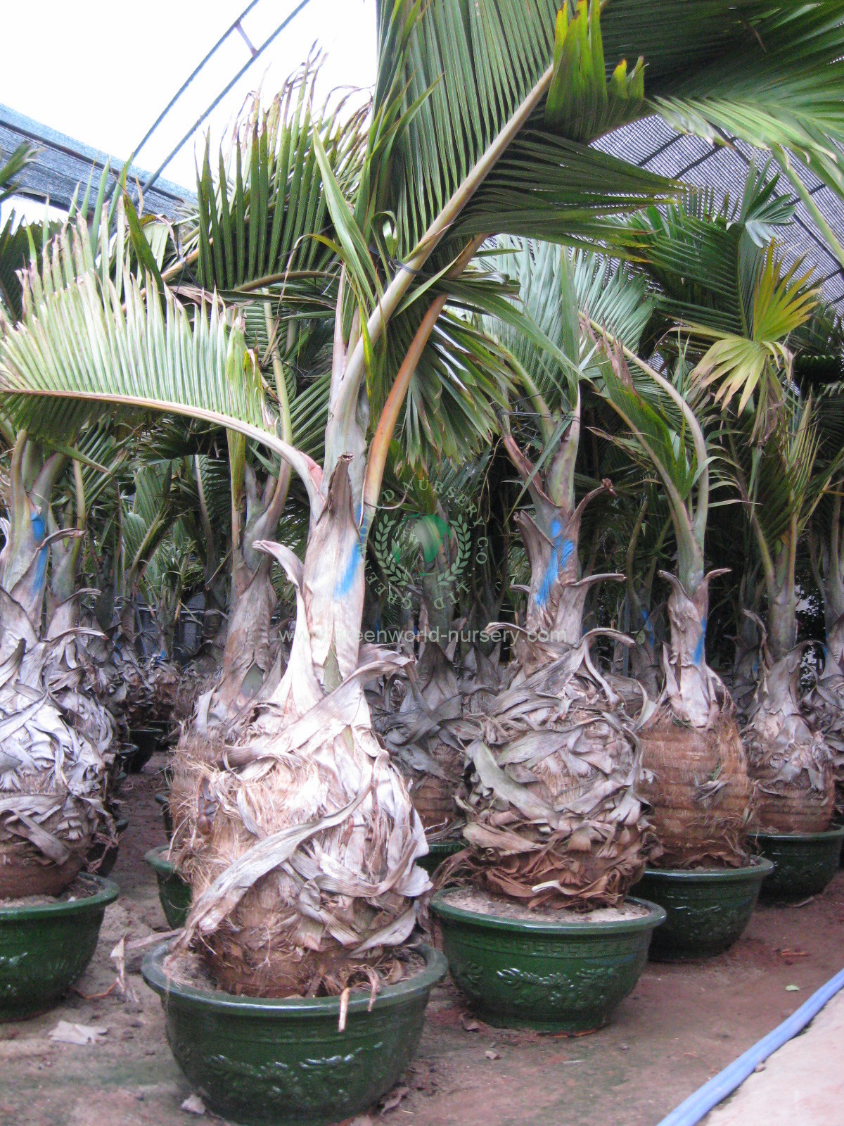 Hyophorbe Lagenicaulis Hyophorbe Lagenicaulis