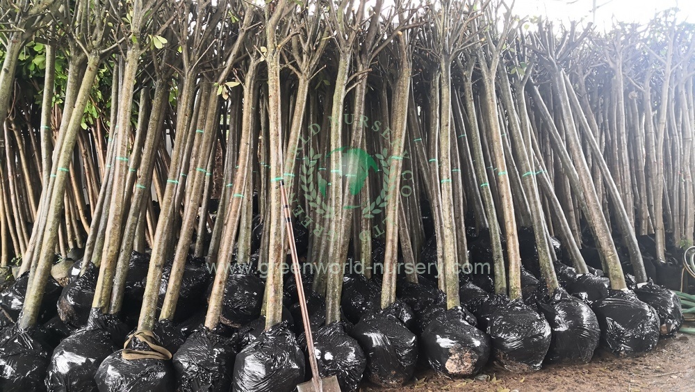Photinia Serratifolia