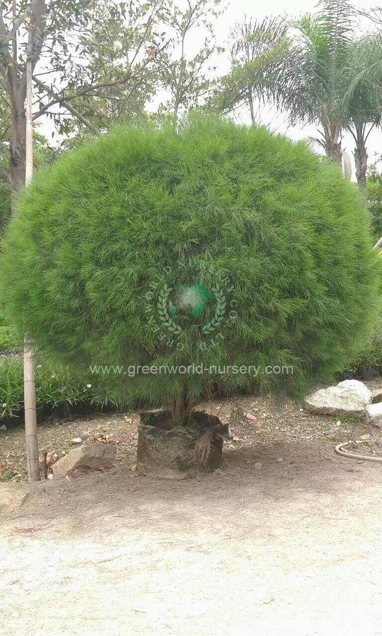 Casuarina Equisetifolia