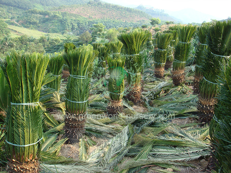 Cycas Revoluta