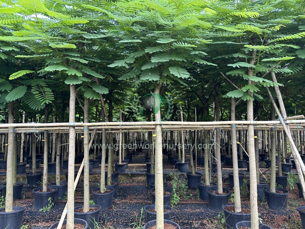 Delonix Regia Delonix Regia