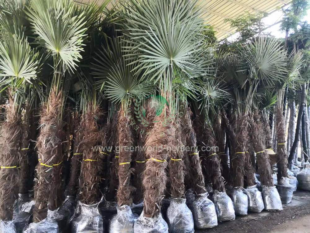 Trachycarpus Fortunei