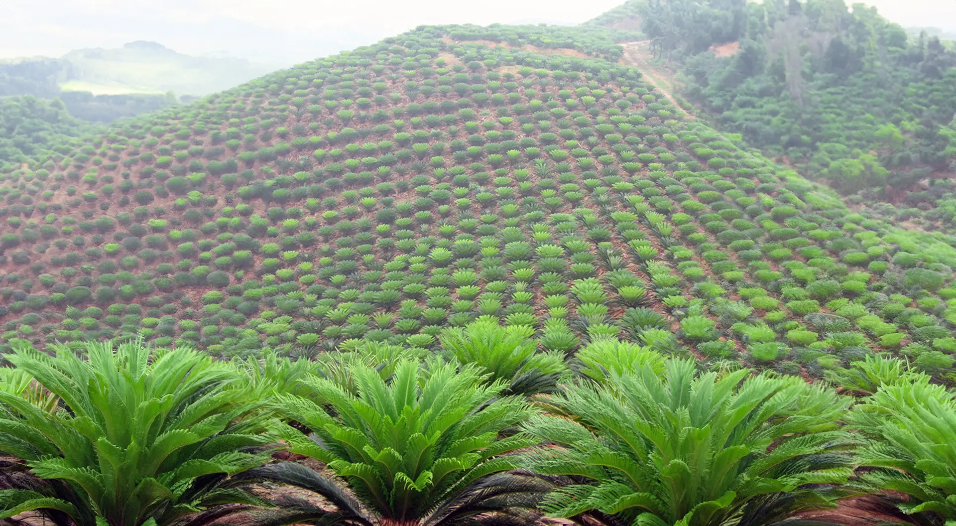 Cycas Revoluta