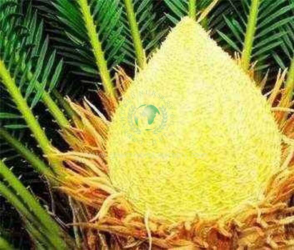 Cycas Revoluta Cycas Revoluta