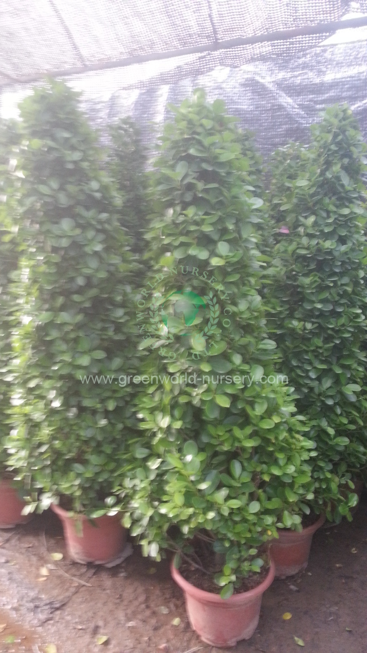 Ficus Panda Ficus Panda