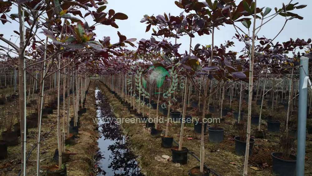 Terminalia Catappa