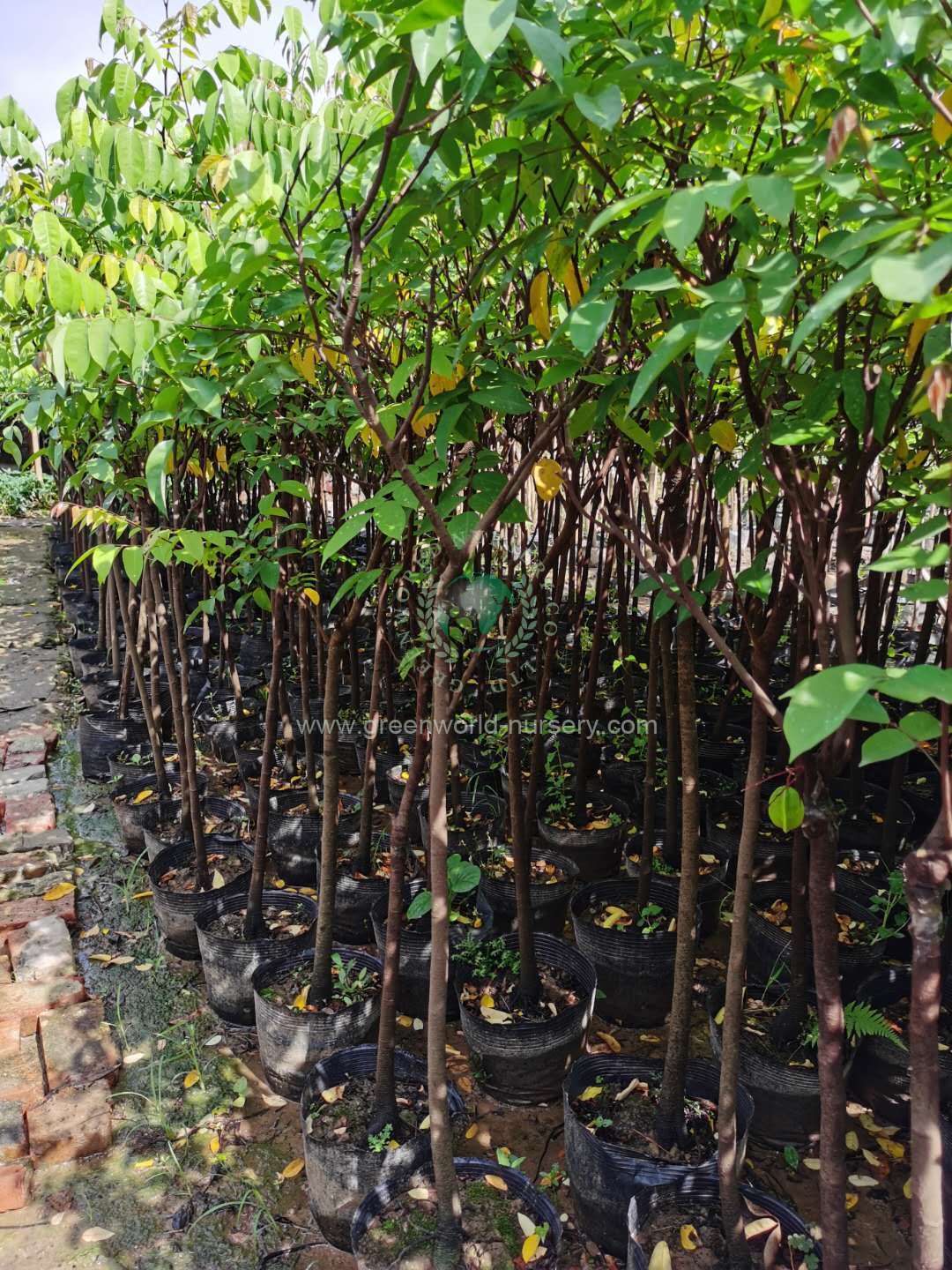 Carambola Trees