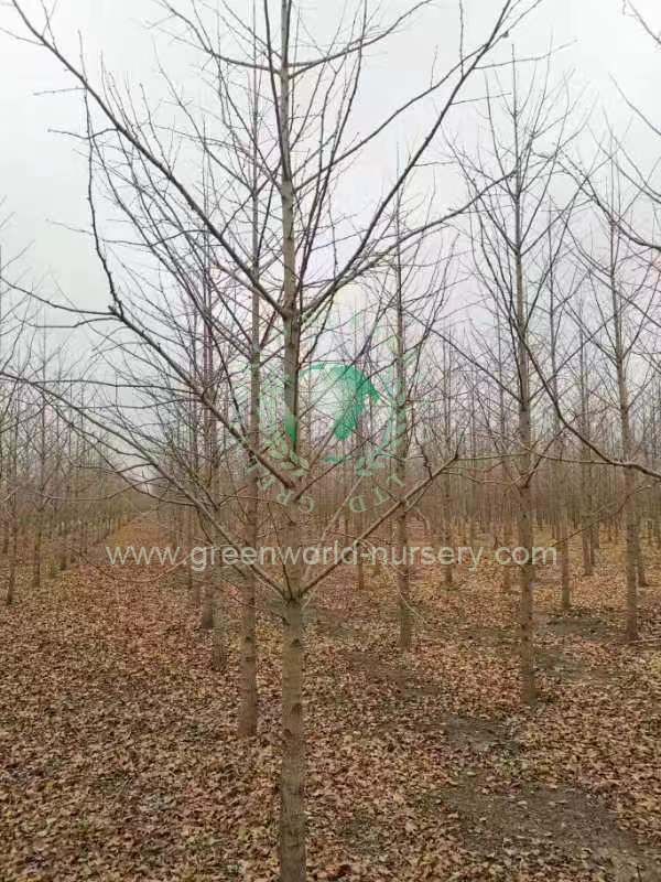 Ginkgo Biloba Ginkgo Biloba