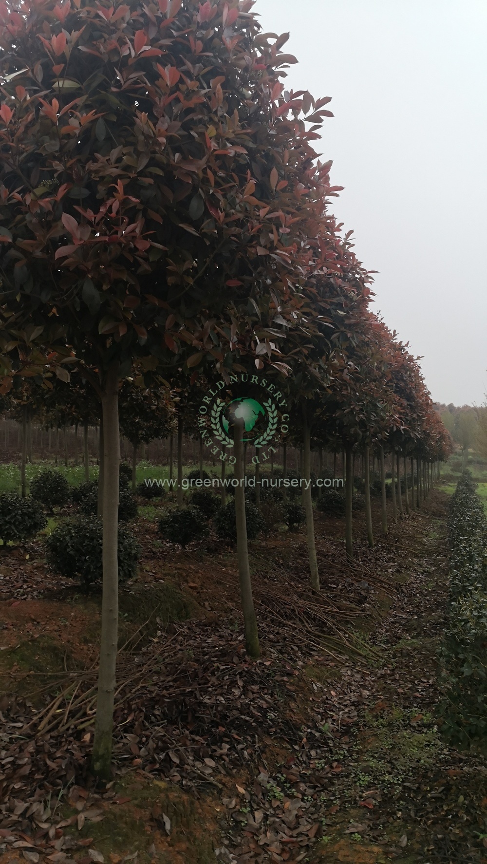 Photinia Serratifolia