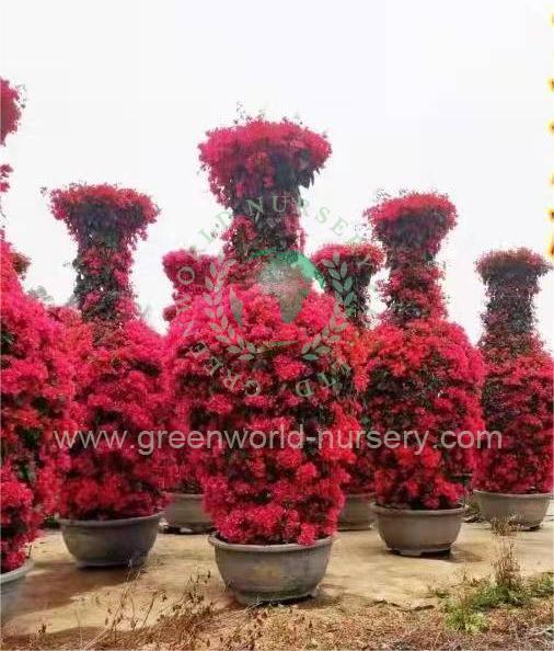 Bougainvillea Spectabilis Bougainvillea Spectabilis