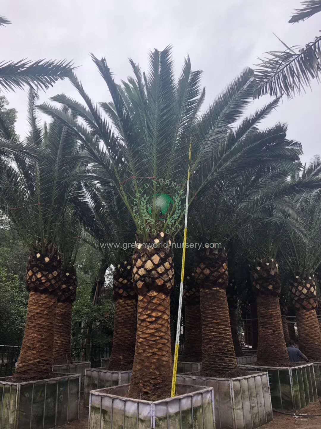 Phoenix Canariensis Phoenix Canariensis
