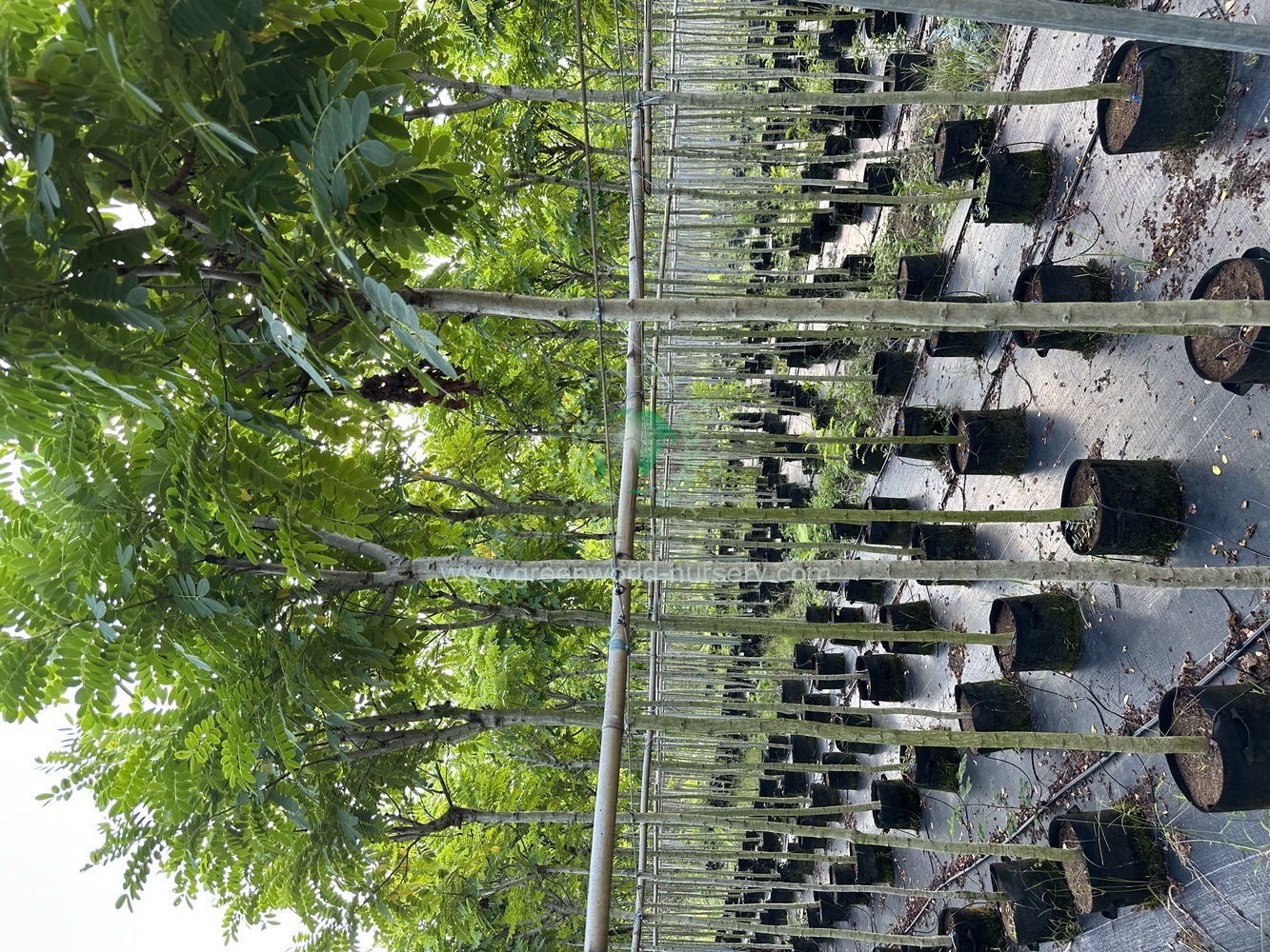 Cassia Glauca