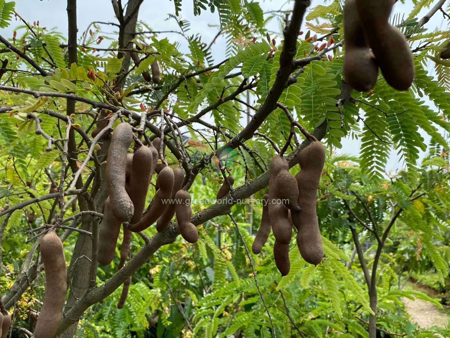 Tamarindus Indica