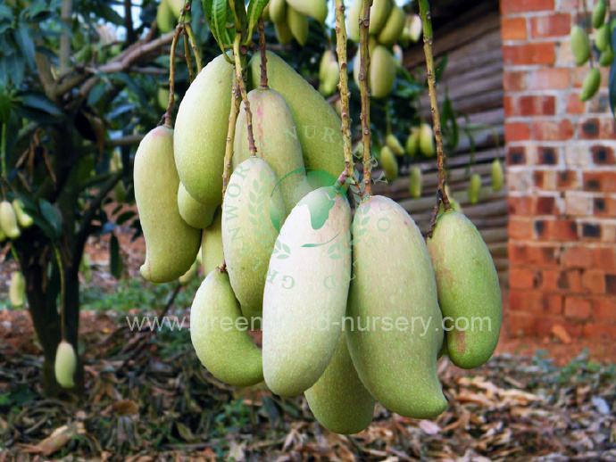 Mangifera Indica Mangifera Indica