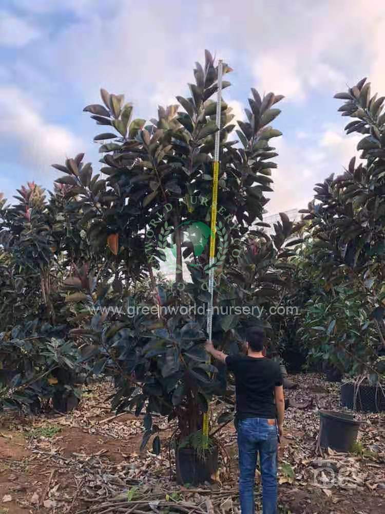 Ficus Elastica