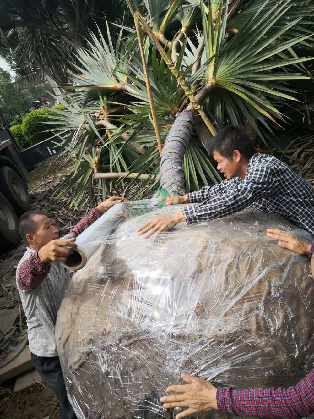 Pandanus Packing
