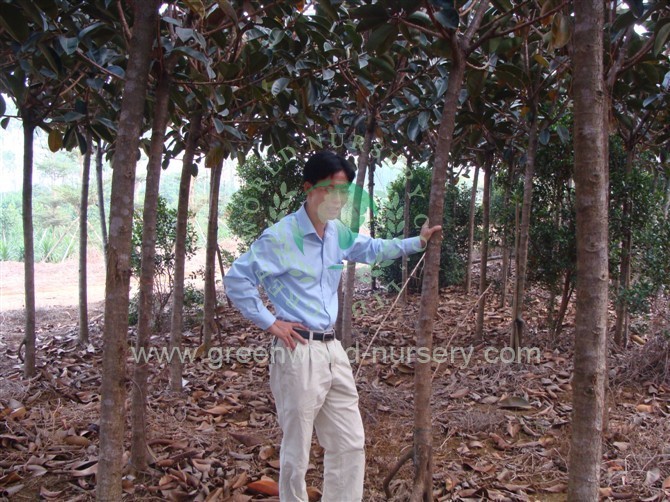 Ficus Elastica