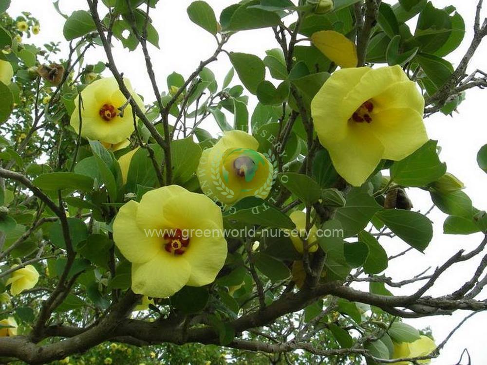Hibiscus Tiliaceus Hibiscus Tiliaceus
