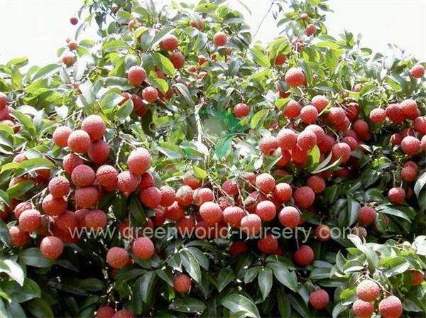 Litchi Chinensis