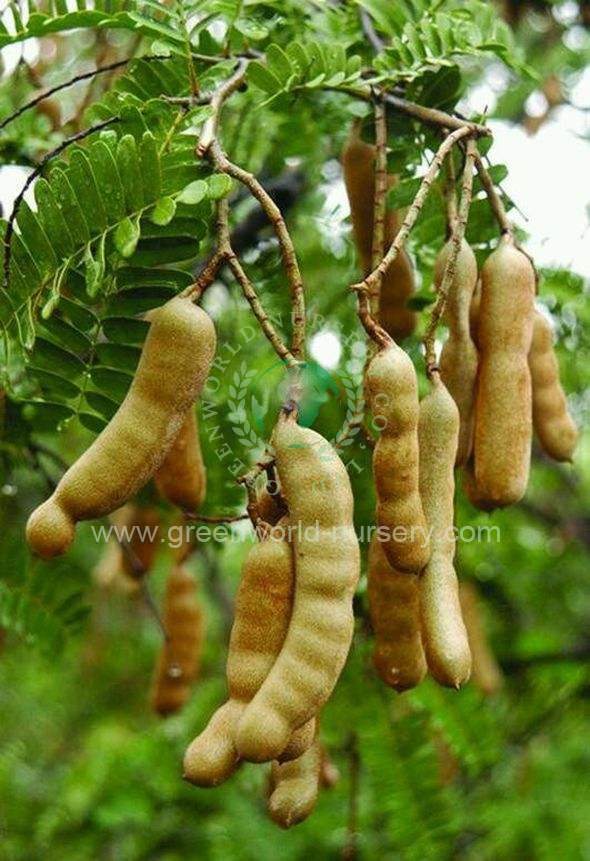 Tamarindus Indica
