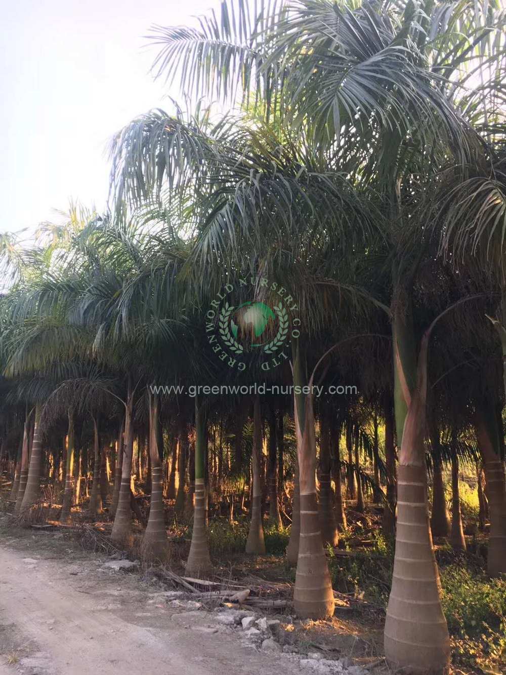 Roystonia Regia