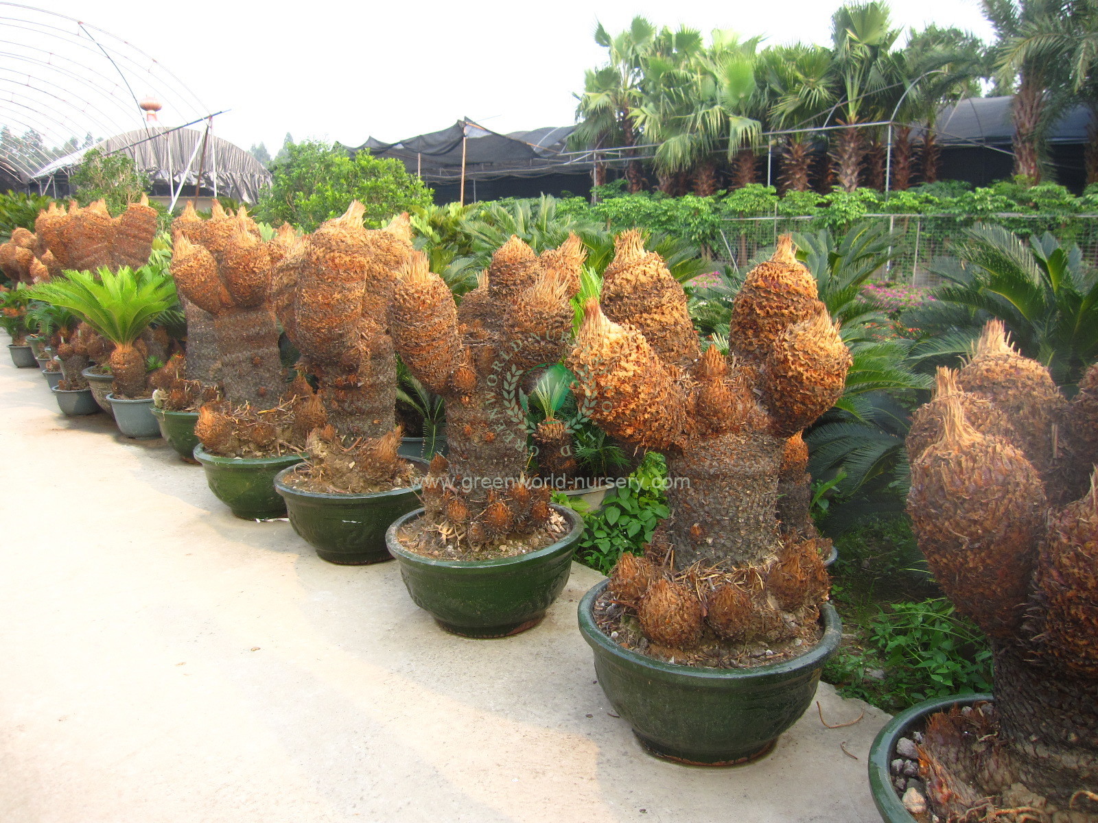 Cycas Revoluta Multi Heads Cycas Revoluta Multi Heads