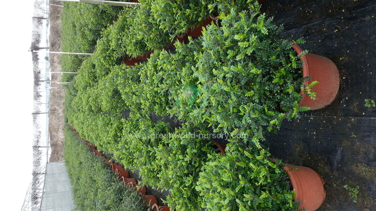 Zanthoxylum Zanthoxylum