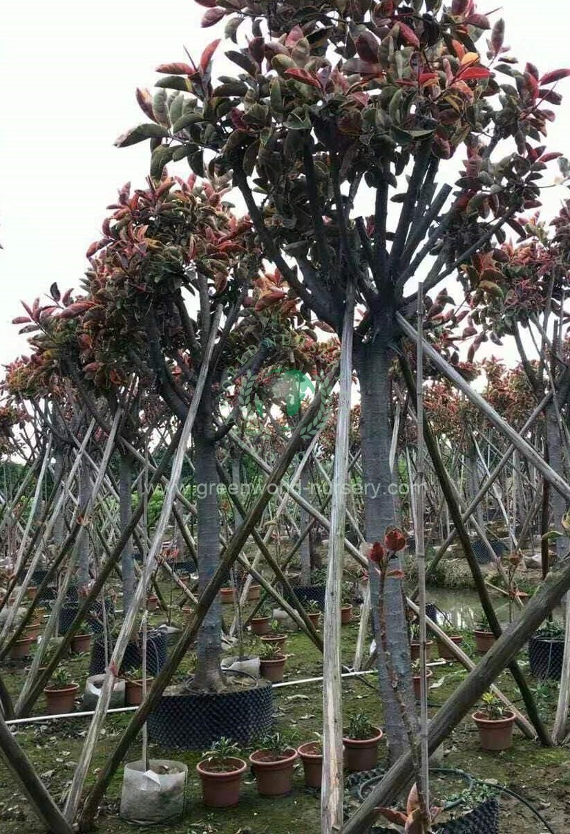 Ficus Elastica Variegata Ficus Elastica Variegata