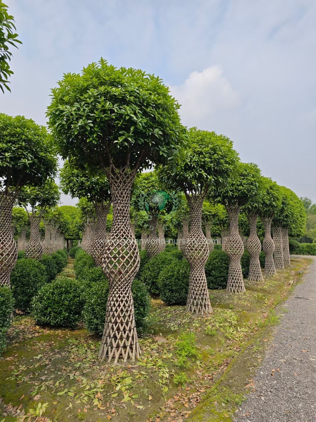 Osmanthus Fragrans