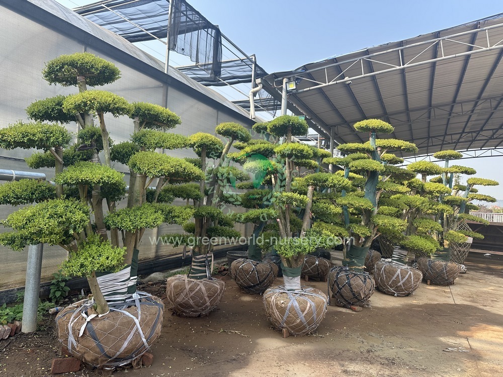 Ligustrum Quihoui Ligustrum Quihoui