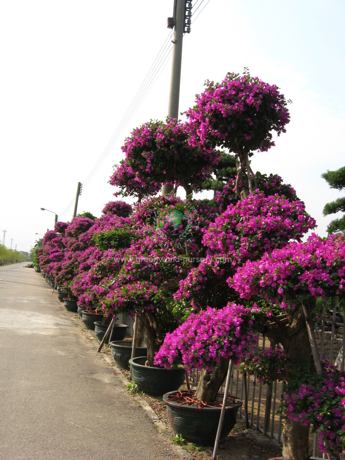 Bougainvillea Spectabilis Bougainvillea Spectabilis
