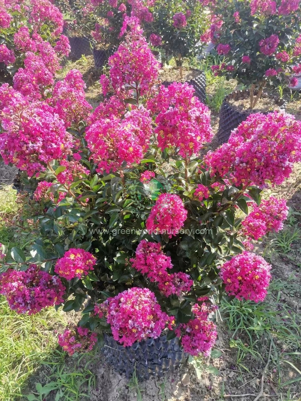 Lagerstroemia Indica Lagerstroemia Indica