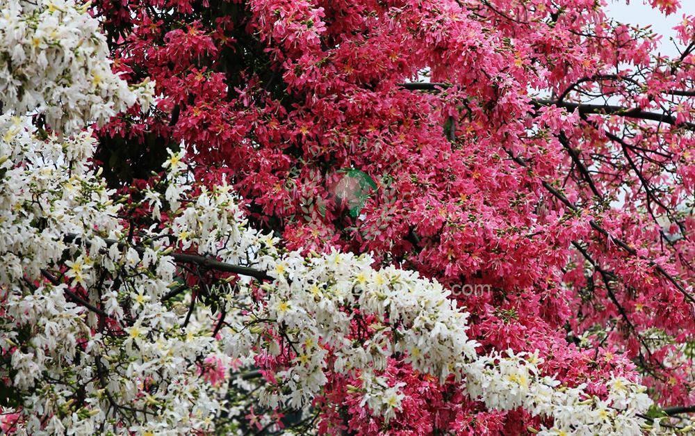 Chorisia Speciosa