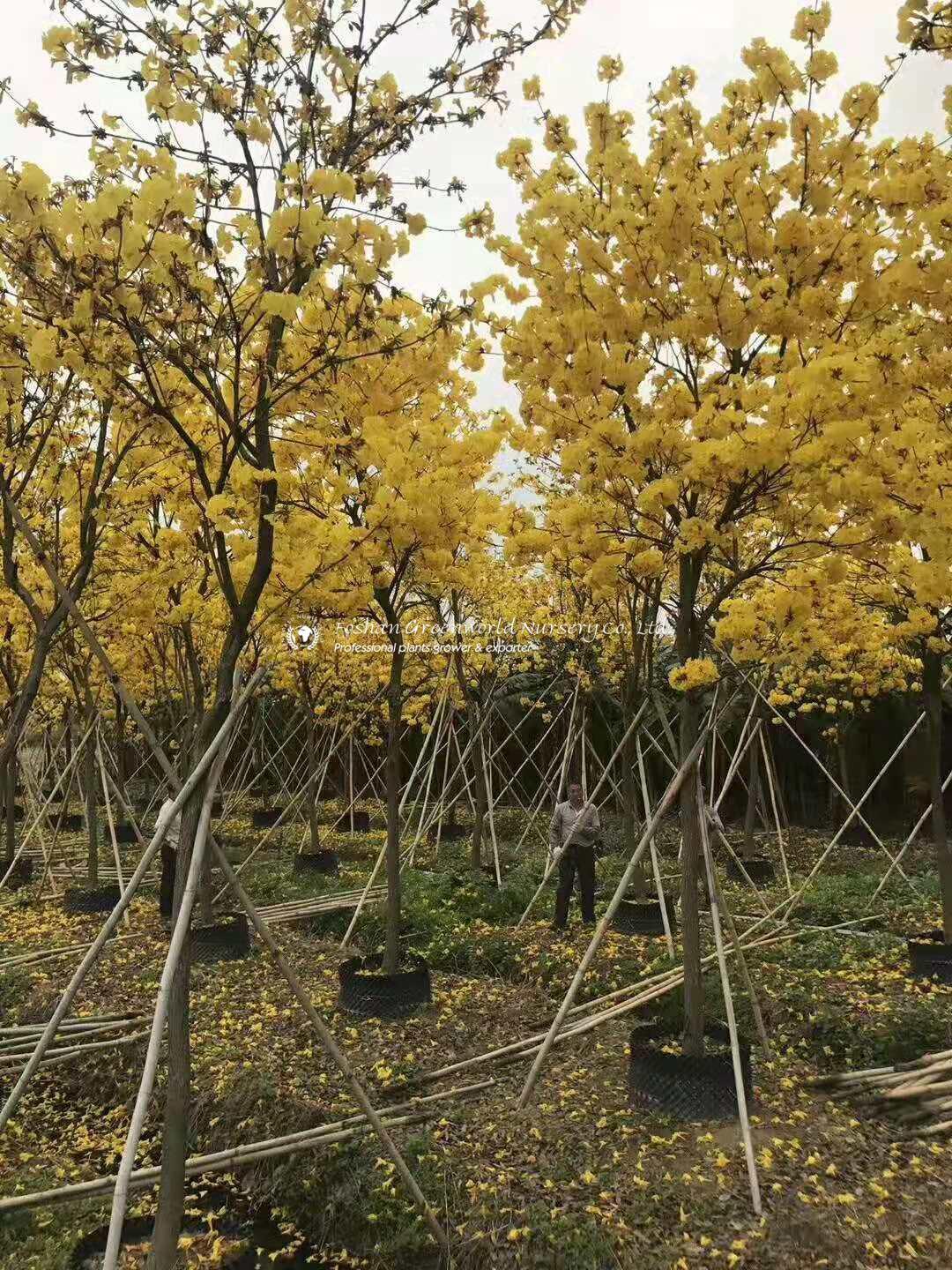 Temperature environment of Tabebuia chrysantha products
